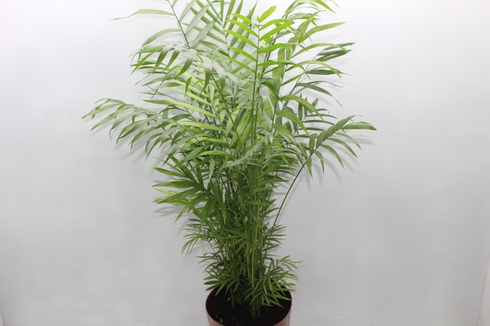 <h4>CHAMAEDOREA ELEGANS P17</h4>