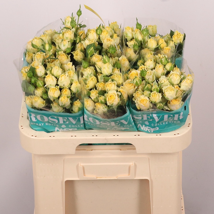 <h4>R TR LUNA ROSEVER</h4>