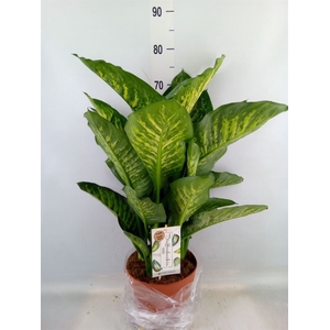Dieffenbachia seg. 'Maroba'