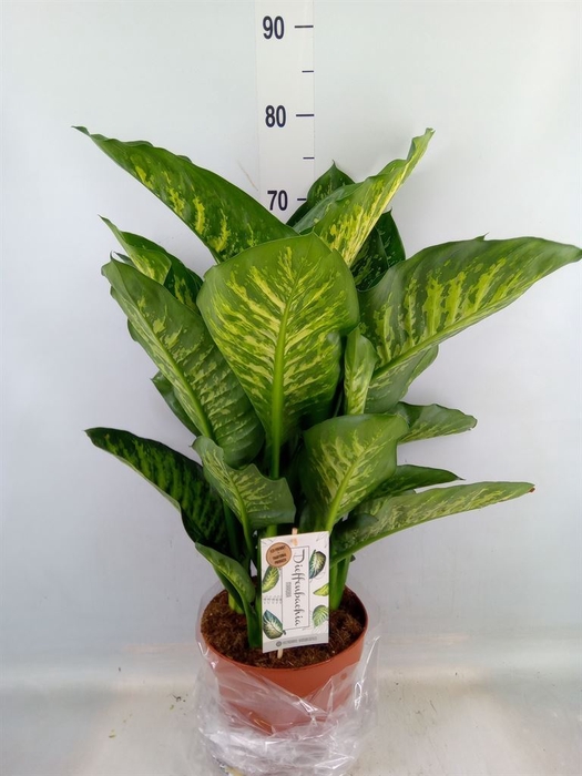 <h4>Dieffenbachia seg. 'Maroba'</h4>
