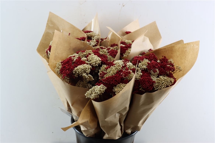 Dried Bqt Riceflower Mix Red Bunch