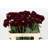 Dahlia Black Fox