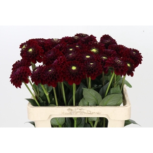Dahlia Black Fox