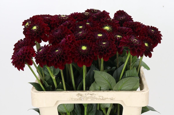 <h4>Dahlia Black Fox</h4>