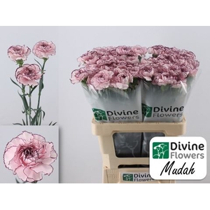 Dianthus ST 'Mudah'