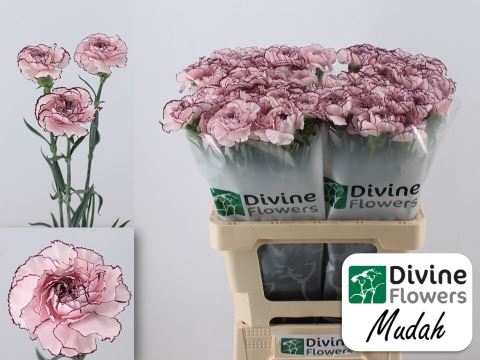 <h4>Dianthus ST 'Mudah'</h4>