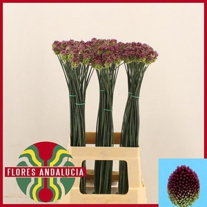 ALLIUM SPHAEROCEPHAL