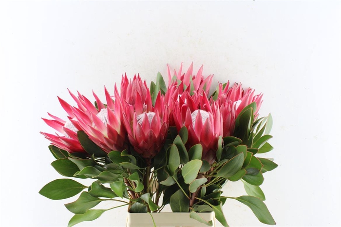 <h4>Protea Cy Madiba</h4>