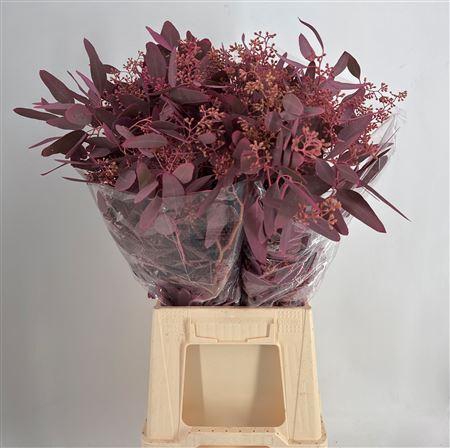 <h4>Euca Col Pop Bes Pink Rosa</h4>