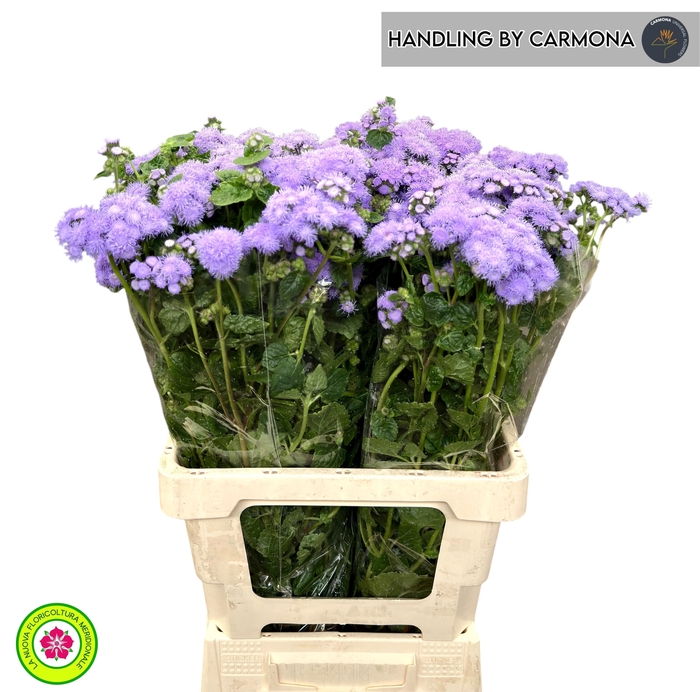 <h4>AGER H BLUE PLANET</h4>