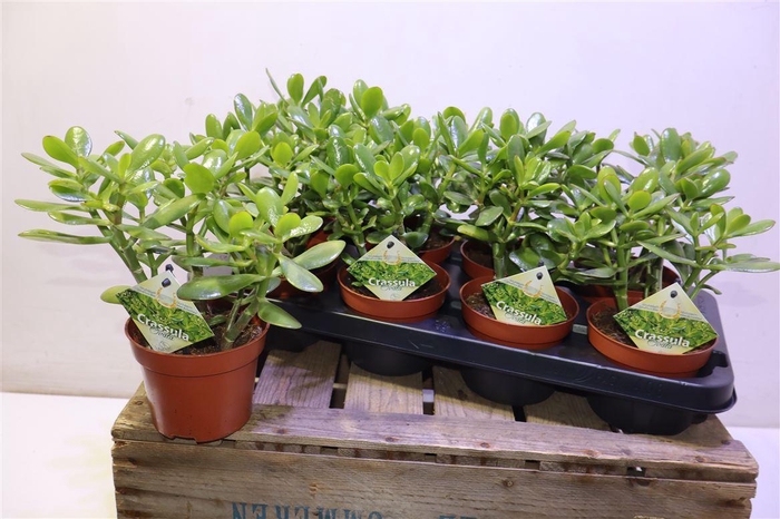 <h4>Crass Ovata</h4>