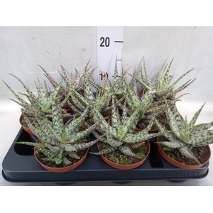 Aloe somaliensis