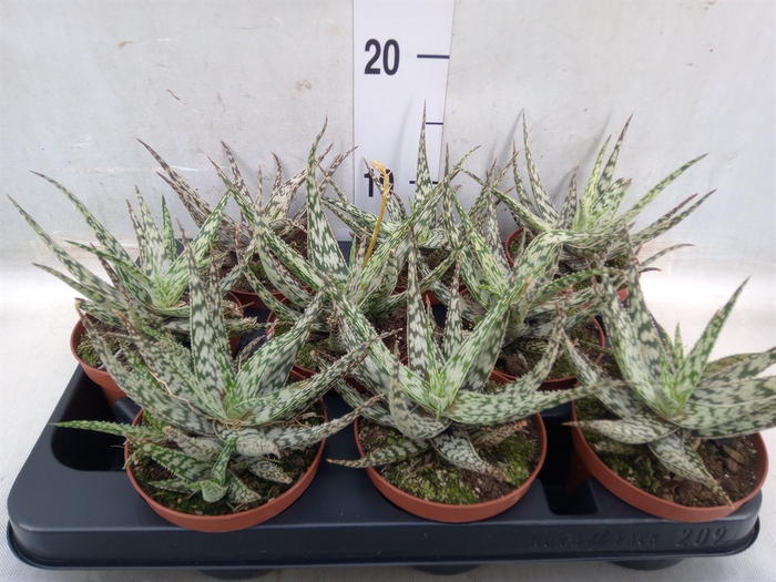 <h4>Aloe somaliensis</h4>