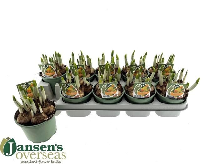 <h4>NARC C JETFIRE</h4>