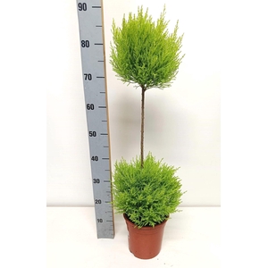 Cupressus Goldcrest Wilma 