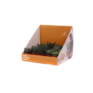 Haworthia mix 5,5 cm in showdoos your lifetime plant