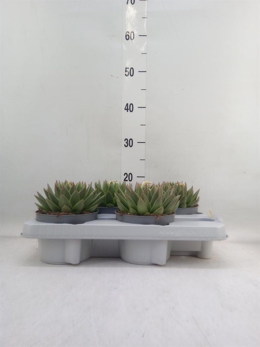 <h4>Echeveria agavoides</h4>