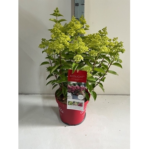 Hydrangea pan.