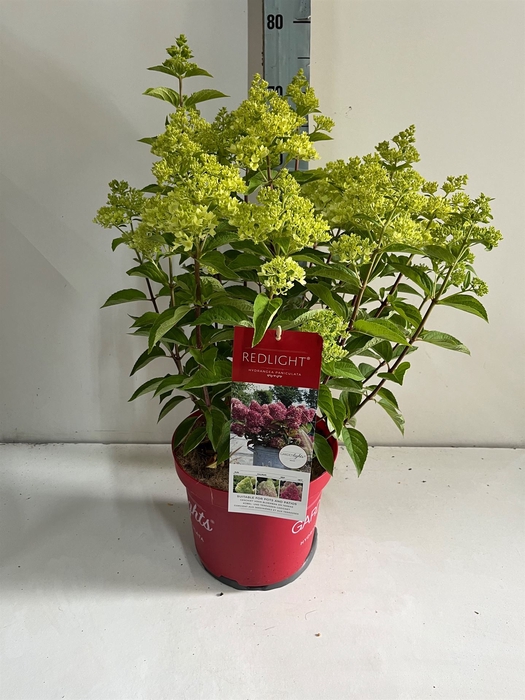<h4>Hydrangea pan.</h4>