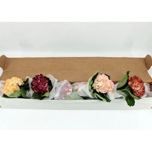 Hydr M Wedding Mix Box X12