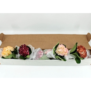 Hydr M Wedding Mix Box X12