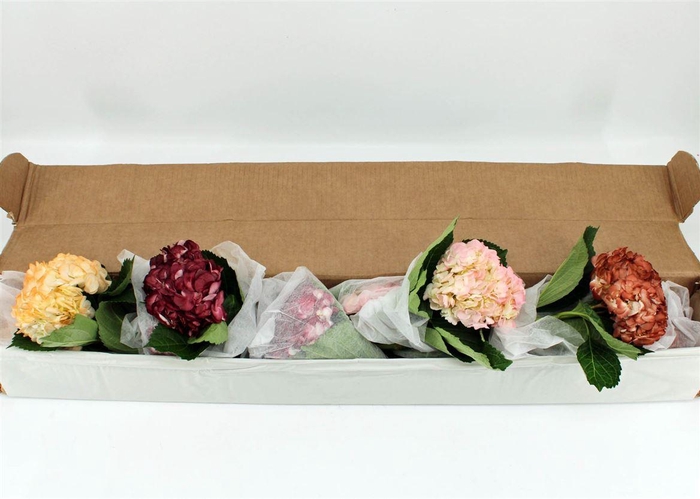 <h4>Hydr M Wedding Mix Box X12</h4>
