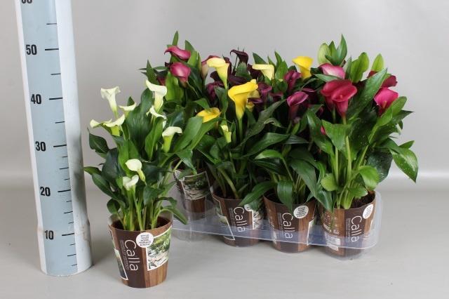 <h4>ZANT GEM 5 KL</h4>