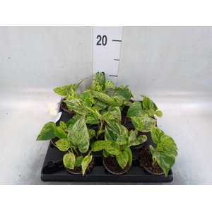 Epipremnum pinn. 'Marble Queen'