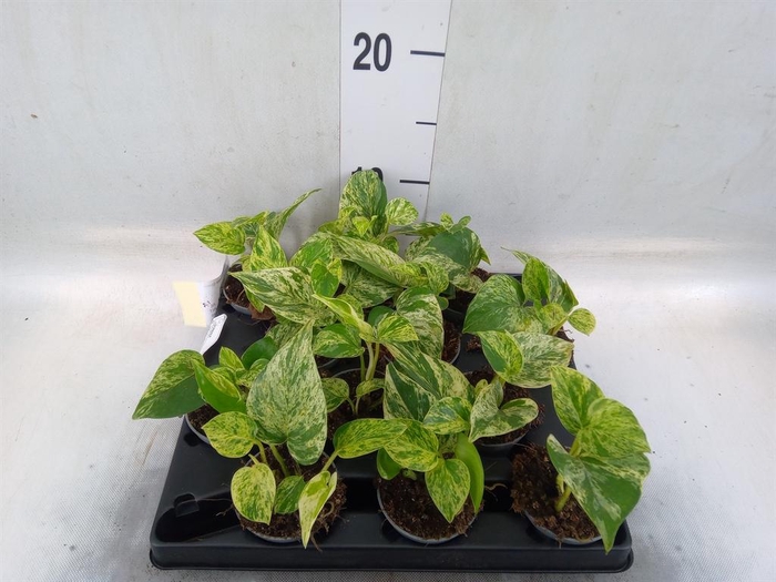 <h4>Epipremnum pinn. 'Marble Queen'</h4>