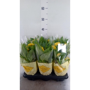 Celosia arg. CR 'Twisted Yellow'