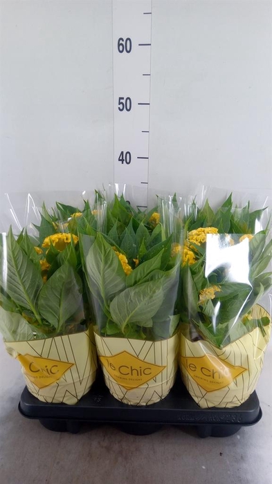<h4>Celosia arg. CR 'Twisted Yellow'</h4>