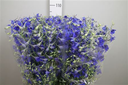 <h4>Delphinium EN 'Volkerfrieden'</h4>