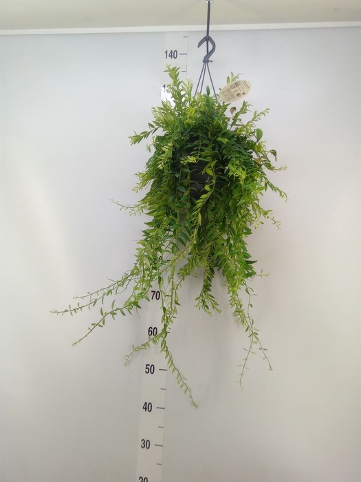 <h4>Aeschynanthus  'Japhrolepis'</h4>