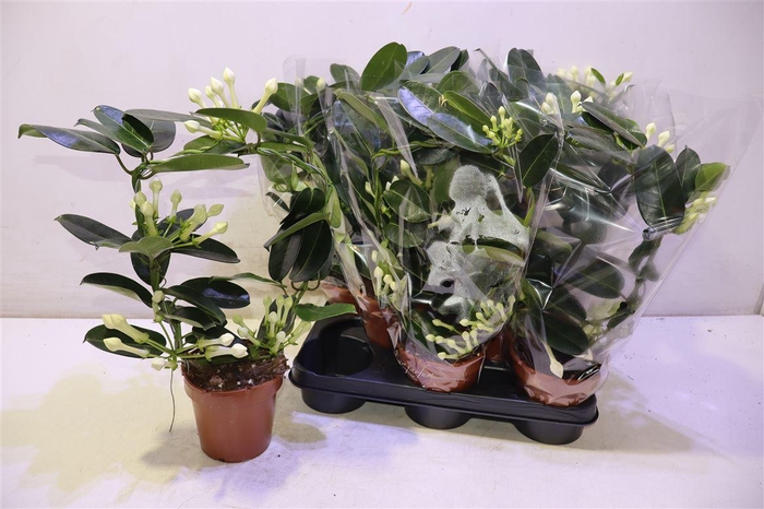 <h4>arr8 Steph Fl Ov</h4>