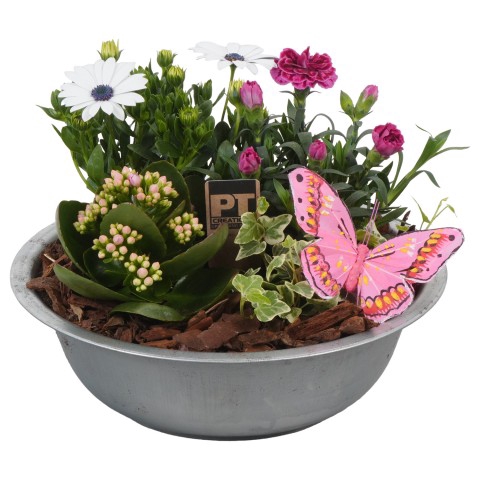 <h4>PTPP3133 Arrangementen Tuinplanten</h4>