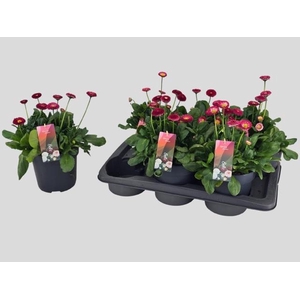 BELLIS TASSO RED