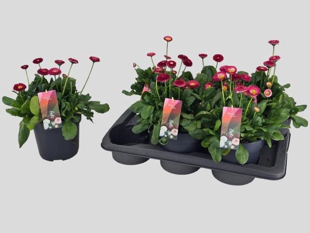 <h4>BELLIS TASSO RED</h4>