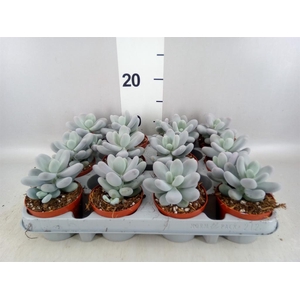 Pachyphytum oviferum