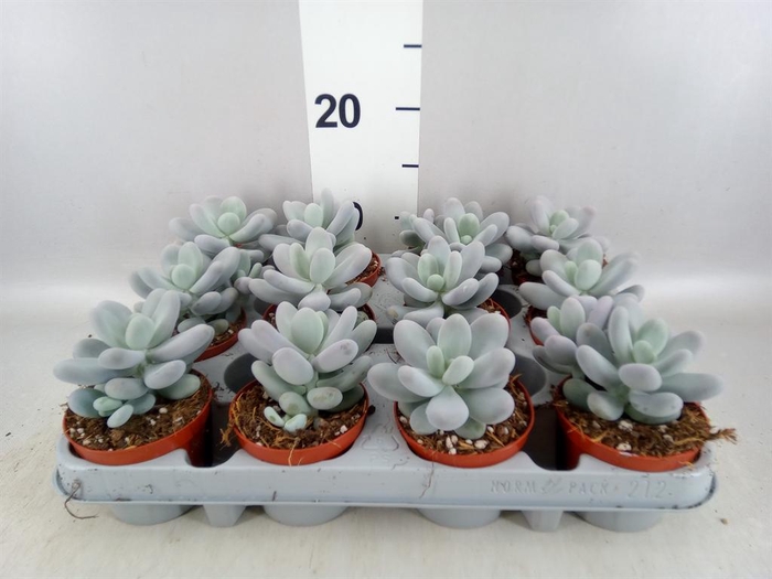 <h4>Pachyphytum oviferum</h4>