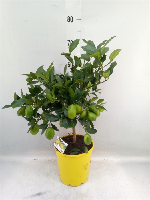 <h4>Citrus   ...</h4>