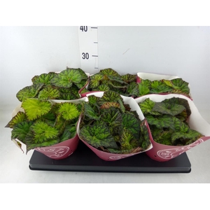 Begonia BD 'Lime Fever'