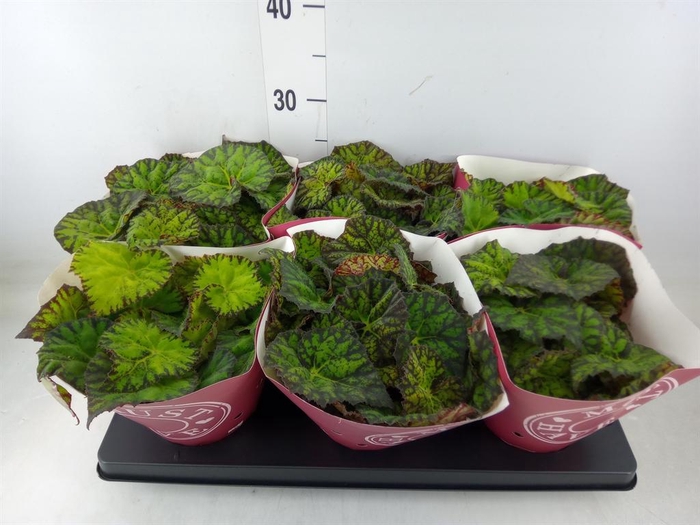 <h4>Begonia BD 'Lime Fever'</h4>