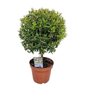 Myrtus Communis Stem