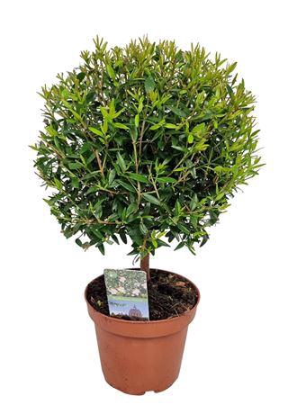 <h4>Myrtus Communis Stem</h4>