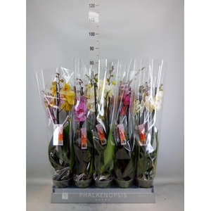 Phalaenopsis   ...mix  8