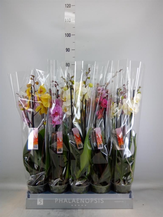 <h4>Phalaenopsis   ...mix  8</h4>