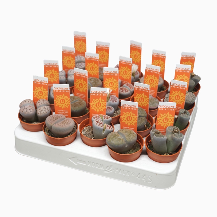 <h4>Lithops</h4>