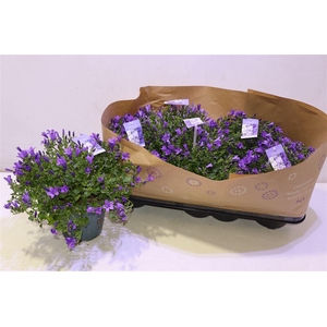 Camp Portenschlagian