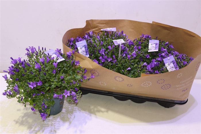 <h4>Camp Portenschlagian</h4>