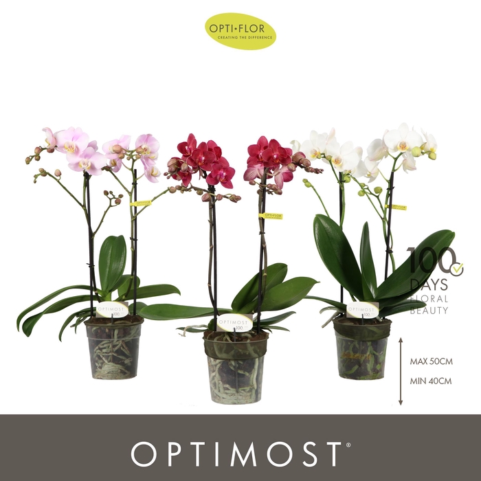 <h4>Optimost Mix 2 spike</h4>